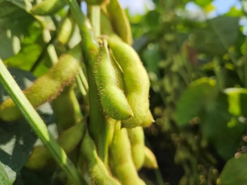 又是一年好“豐”景！衛(wèi)華數(shù)十萬畝良田豐收在即！